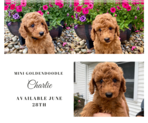 Goldendoodle (Miniature) Puppy for sale in ARCOLA, IL, USA