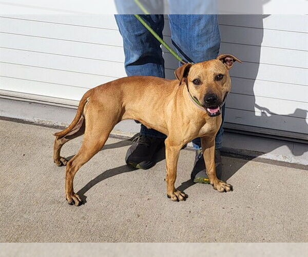 Medium Photo #1 Black Mouth Cur Puppy For Sale in Louisville, KY, USA