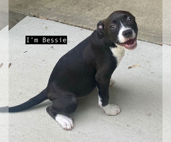 Medium Photo #2 American Pit Bull Terrier-Labrador Retriever Mix Puppy For Sale in GILBERTS, IL, USA