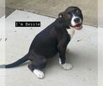 Small #1 American Pit Bull Terrier-Labrador Retriever Mix