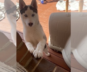 Siberian Husky Puppy for sale in TEMPLE HILLS, MD, USA