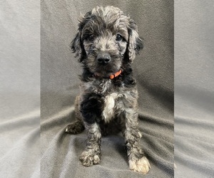 Goldendoodle Puppy for sale in LUCK, WI, USA