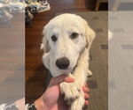 Small #4 Great Pyrenees