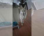 Small #2 German Shepherd Dog Mix