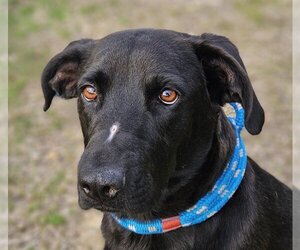 Labrador Retriever-Unknown Mix Dogs for adoption in Canton, CT, USA