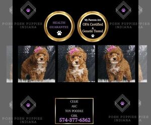 Poodle (Toy) Puppy for sale in WARSAW, IN, USA