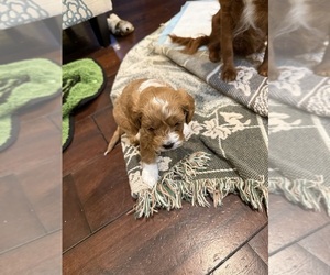 Cavapoo Puppy for sale in CLARENCE, NY, USA