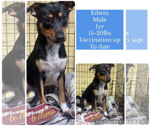 Edwin - Male Chihuahua-Unknown Mix Dog for Adoption - Photo #2