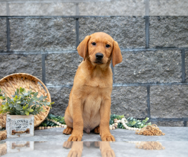 Medium Photo #4 Labrador Retriever Puppy For Sale in MILLERSBURG, OH, USA