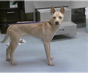Medium Feist Terrier Mix