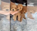 Small Poodle (Toy)