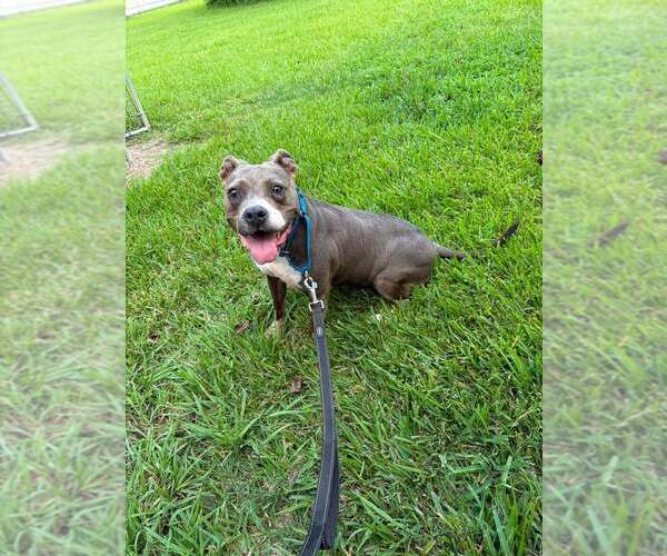 Medium Photo #6 Mutt Puppy For Sale in San Leon, TX, USA
