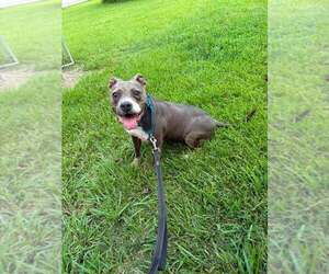 Charlie Blue - Female Mutt Dog for Adoption - Photo #6