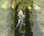 Small #2 Bull Terrier