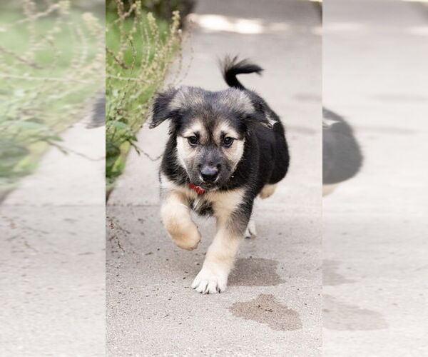 Medium Photo #3 Mutt Puppy For Sale in Plymouth, MN, USA