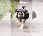 Small #2 Mutt