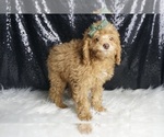 Small Photo #5 Poodle (Toy) Puppy For Sale in WARSAW, IN, USA