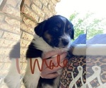 Small Photo #4 Australian Shepherd Puppy For Sale in BUFFALO, TX, USA