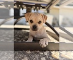 Small #1 Schnug