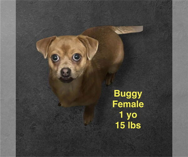 Medium Photo #3 Daug Puppy For Sale in Westwood, NJ, USA