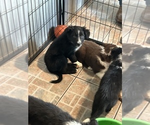 Border Collie Puppy for sale in HAMILTON, OH, USA