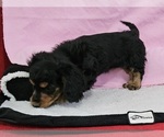 Small Photo #3 Dachshund Puppy For Sale in CLARK, MO, USA