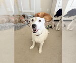 Small #7 Border Collie Mix