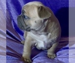 Small Photo #9 French Bulldog Puppy For Sale in WEXFORD, PA, USA