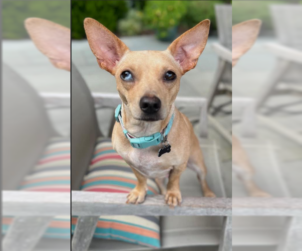 Medium Photo #4 Chihuahua-Unknown Mix Puppy For Sale in Cranston, RI, USA