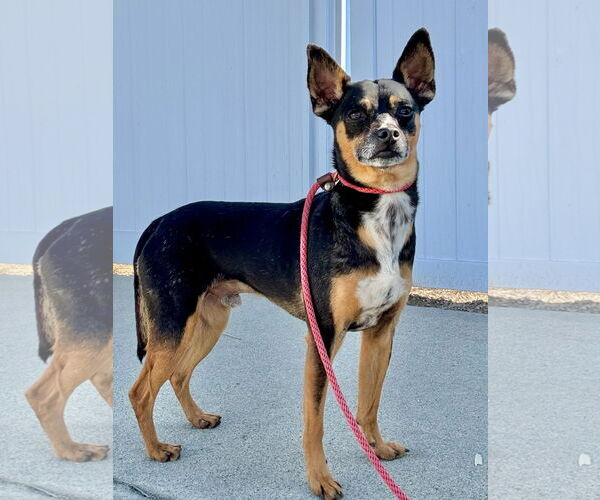 Medium Photo #6 Miniature Pinscher Puppy For Sale in Newport Beach, CA, USA