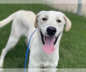 Labrenees Dogs for adoption in Tulsa, OK, USA