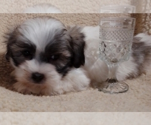 Mal-Shi-Maltese Mix Puppy for sale in SNOWFLAKE, AZ, USA