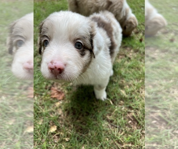 Medium Photo #1 Australian Shepherd Puppy For Sale in ATLANTA, GA, USA