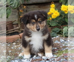 Small Photo #1 Australian Shepherd Puppy For Sale in STRASBURG, PA, USA