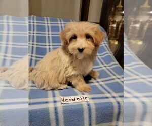 Maltipoo Puppy for sale in CLARKRANGE, TN, USA