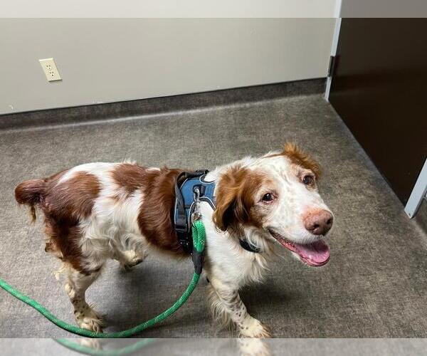 Medium Photo #5 Brittany Puppy For Sale in Curwensville, PA, USA