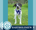 Small #14 Beagle Mix