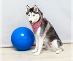 Small #1 Siberian Husky
