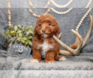 Medium Goldendoodle (Miniature)