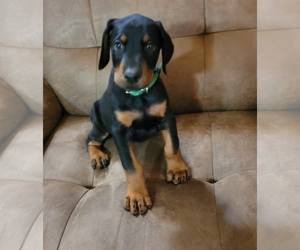 Medium Photo #1 Doberman Pinscher Puppy For Sale in PINSON, AL, USA