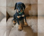 Small Photo #1 Doberman Pinscher Puppy For Sale in PINSON, AL, USA