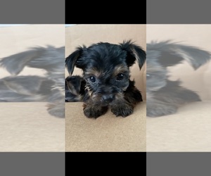 Yorkshire Terrier Puppy for sale in JOHNSTOWN, PA, USA