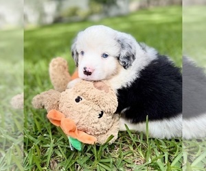 Medium Miniature Australian Shepherd