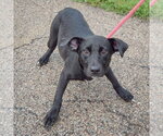 Small #2 Border Collie Mix