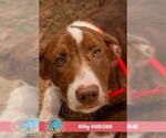 Small Labrador Retriever Mix