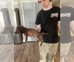 Small #1 Dachshund