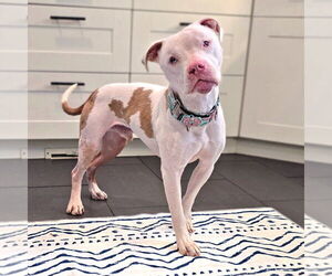 American Staffordshire Terrier Dogs for adoption in Westminster, MA, USA
