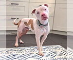 Small American Staffordshire Terrier