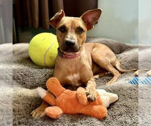 American Staffordshire Terrier-Unknown Mix Dogs for adoption in New Oxford , PA, USA