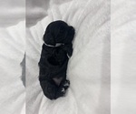 Small #1 Cockapoo (Miniature)